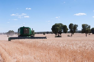 Farms 'Bolo' and 'Millawa'