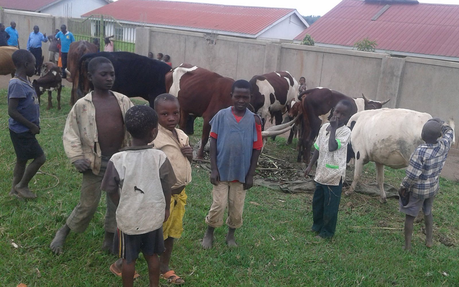 Students and Orphans with cattle at the Trade School